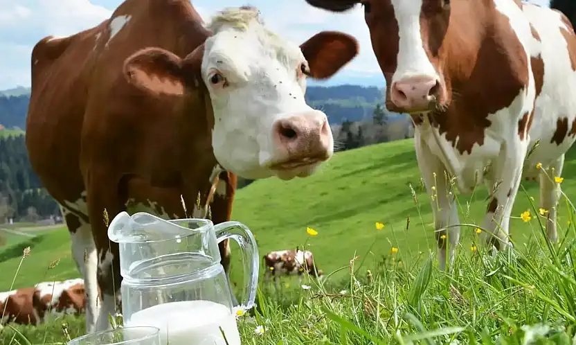 Ekimde İnek Sütü Üretimi Yüzde 3,2 Azaldı