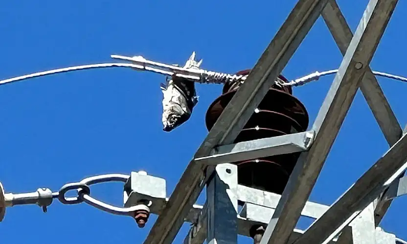 Elektrik Kesintisinin Nedeni Şaşırttı: Tellere Asılı Balık İlçeyi Karanlığa Gömdü