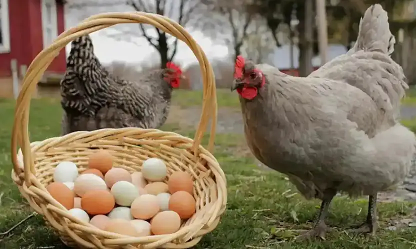 Eylülde tavuk eti üretimi arttı, yumurta üretimi azaldı