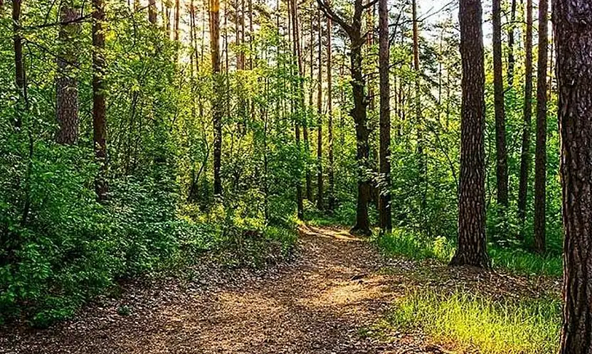 Gaziantep'te ormanlık alanlara girişler yasaklandı