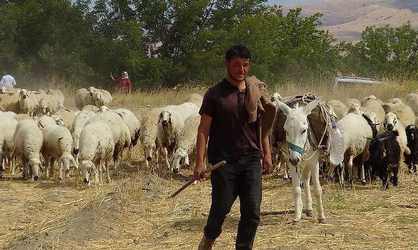 Hayvan yetiştiricileri: En büyük sorunumuz çoban ve mera