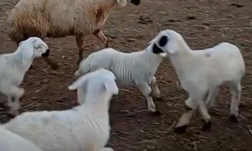 'Hayvancılık Stratejik Bir Alan, Gençler Üretime Kazandırılmalı'