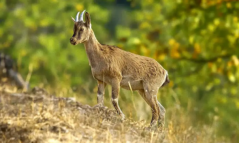 Hekimhan'da Altın Işıklarda Poz Veren Yaban Keçisi