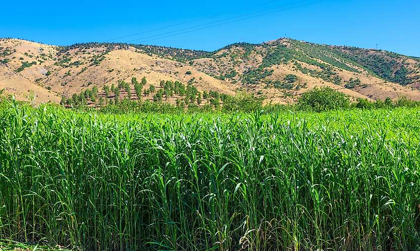 Kale'de Sorgum Sudan Otu'nun İkinci Hasadı Yapıldı