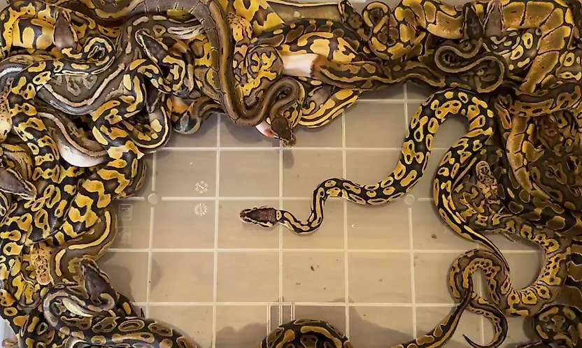 Kapıkule'de 67 canlı piton ele geçirildi