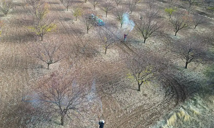 Kayısı Bahçelerinde Sonbahar Tedbirleri: Hastalıklara Karşı Mücadele Zamanı