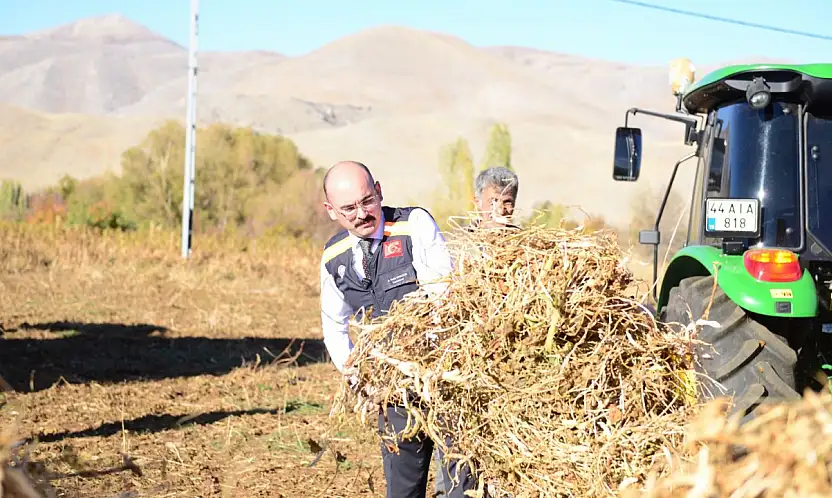 Kurucaova Ovası'nda Kuru Fasulye Hasadı Hız Kazandı