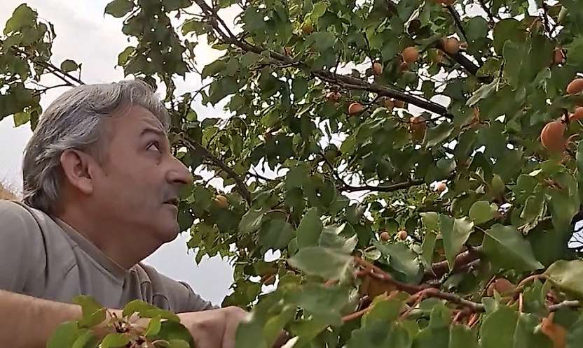 Malatya'da Eylül Sonunda Dalından Kayısı Toplanıyor! Geç Çiçeklenen Ağaçlar Dikkat Çekti