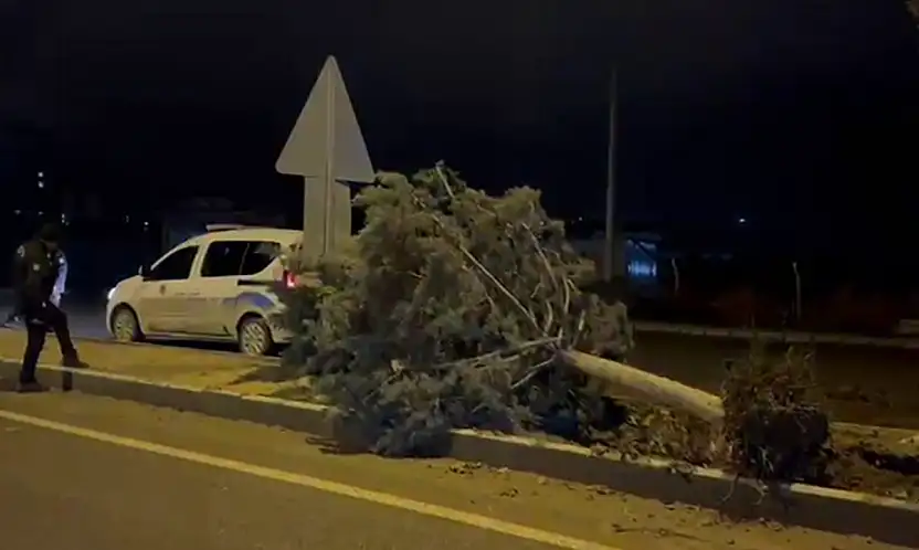 Malatya'da fırtına ağaçları kökünden söktü