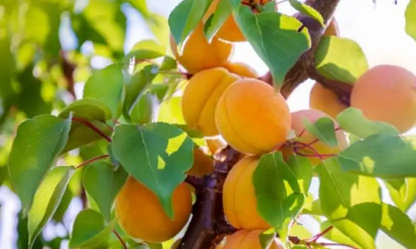 Malatya'da Kayısı Ağaçları İçin Sonbahar Uyarısı: 'Bordo Bulamacı İle Koruyucu Mücadele Zamanı'