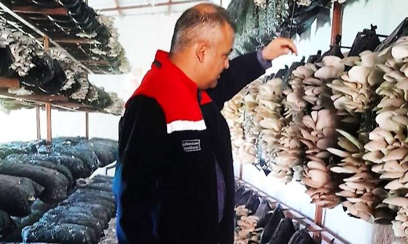Malatya'da Mantar Üretim Tesisleri Denetlendi: Hastalık ve Zararlıya Rastlanmadı