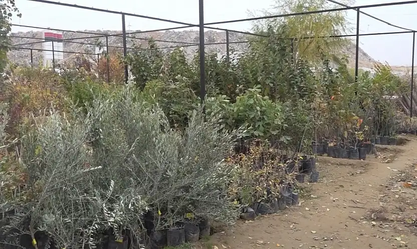 Malatya'da Meyve Fidanı Satış Sezonu Açıldı