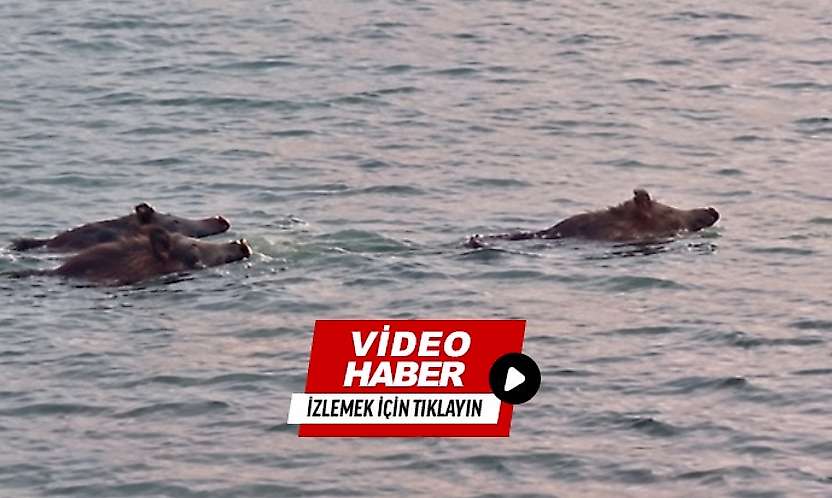 Malatya'da Şaşırtan Görüntü: Yaban Domuzları Baraj Gölünde Yüzdü