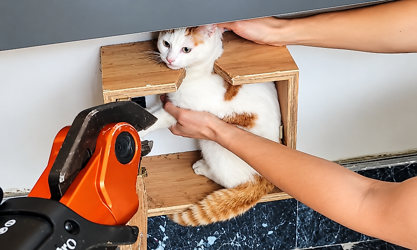 Malatya'da Sıra Dışı Kurtarma! Posta Kutusuna Sıkışan Kedi Kurtarıldı