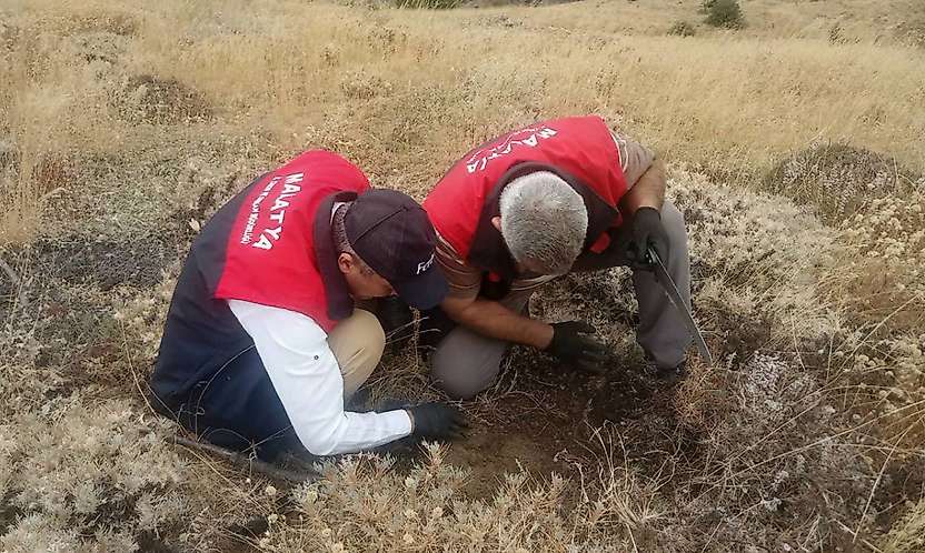 Malatya'da Süne Zararlısına Karşı Kışlak Kontrolleri Sürüyor