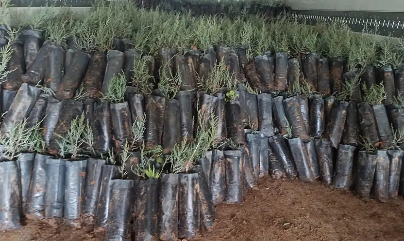 Malatya'da Yetiştirilen 50 Bin Fidan Türkmenistan'a Gönderildi