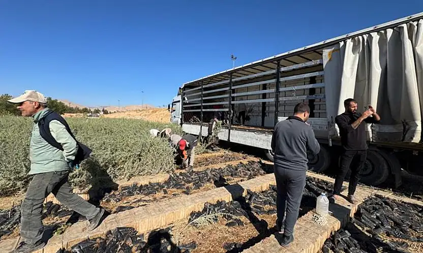 Malatya Meraları Tuz Çalısı Fidanlarıyla Yenileniyor