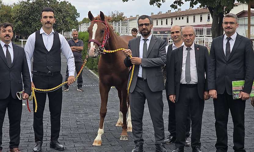 Malatya Sultansuyu'nda Tay İhalesi: 13 Tay 51,6 Milyon Lira Etti