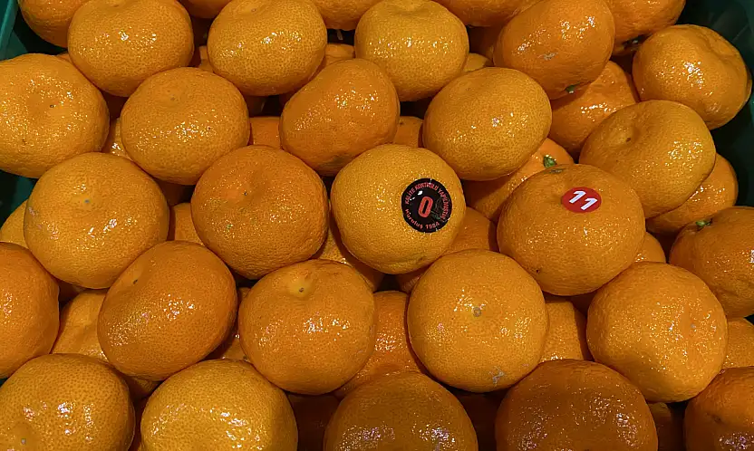 Mandalina ihracatı 615 milyon dolarla rekor kırdı