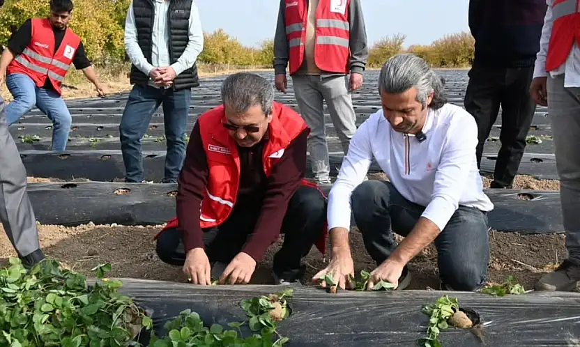 Modern Çilek Üretimiyle Malatyalı Çiftçiye Yeni Umut