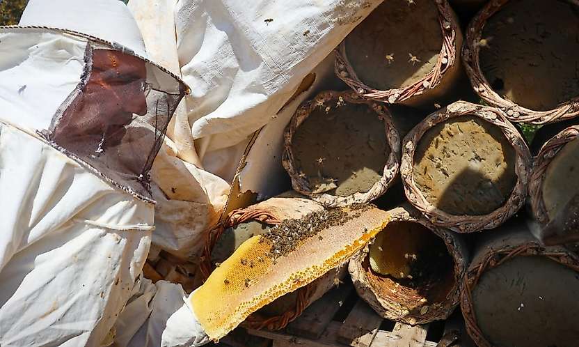 Pütürge'de 25 Yıllık Arıcılık Geleneği: 310 Kovandan Bal Hasadı