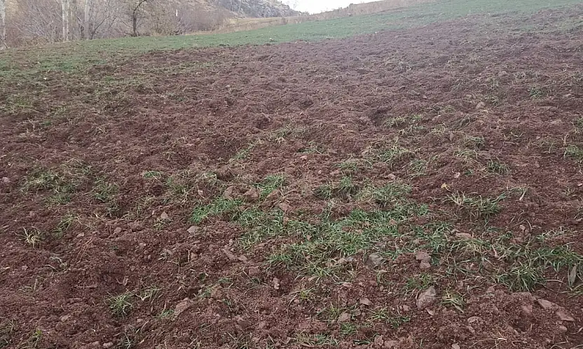 Pütürge'de Domuzlar Çiftçilerin Ürünlerini Tahrip Ediyor