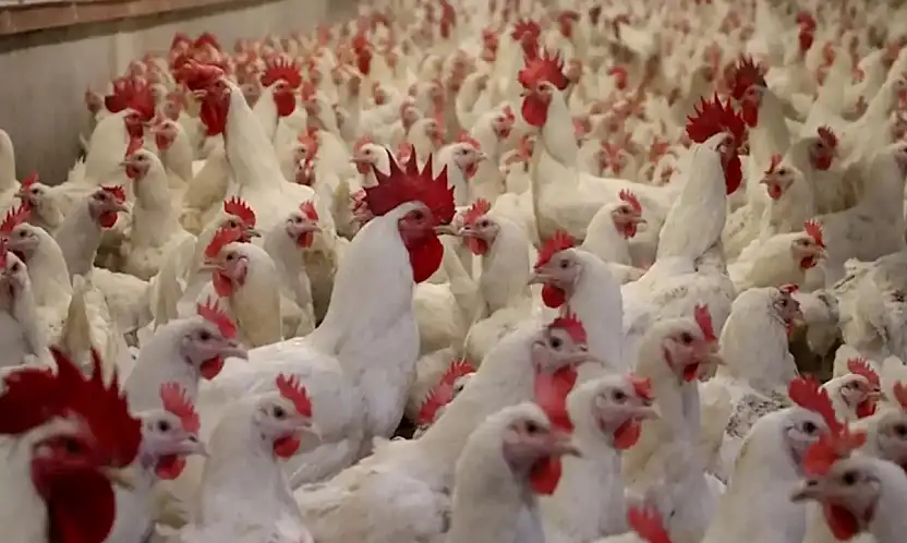 Ramazan Öncesi Tavuk İhracatına Fren