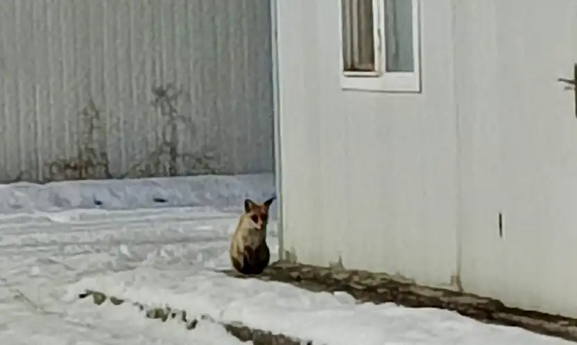 Soğuk Hava Yaban Hayvanlarını Şehre İndirdi