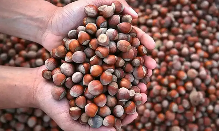 Soğuk Havaların Şifası Fındık, Fiyatı Cep Yakıyor