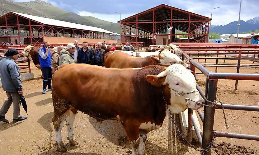 Tanımlanmamış Hayvanlar İçin Yeni Düzenleme: Kesim ve Karantina Kuralları Değişti
