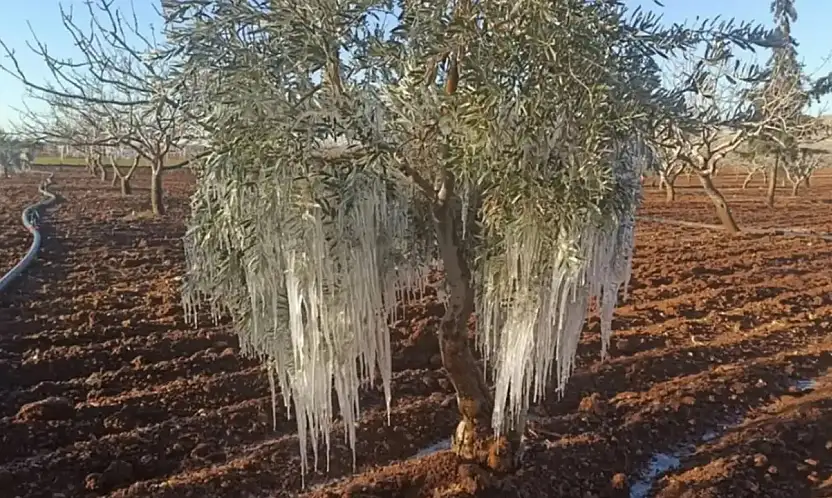TARSİM'in 2026 Sigorta Kapsamı Belli Oldu: Prim Desteği Yüzde 70'e Çıkıyor