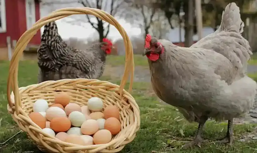 Tavuk Eti Üretimi Yüzde 7,9 Arttı