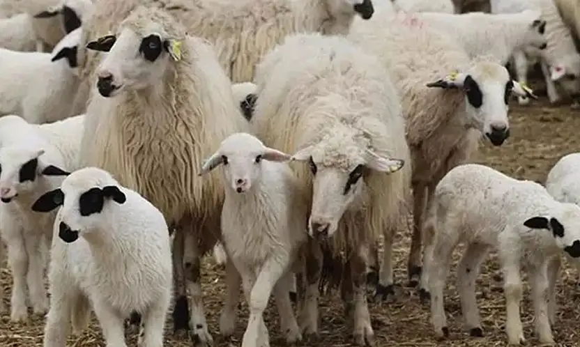 TİGEM, 1200 Küçükbaş Hayvanı İhaleyle Satışa Çıkarıyor