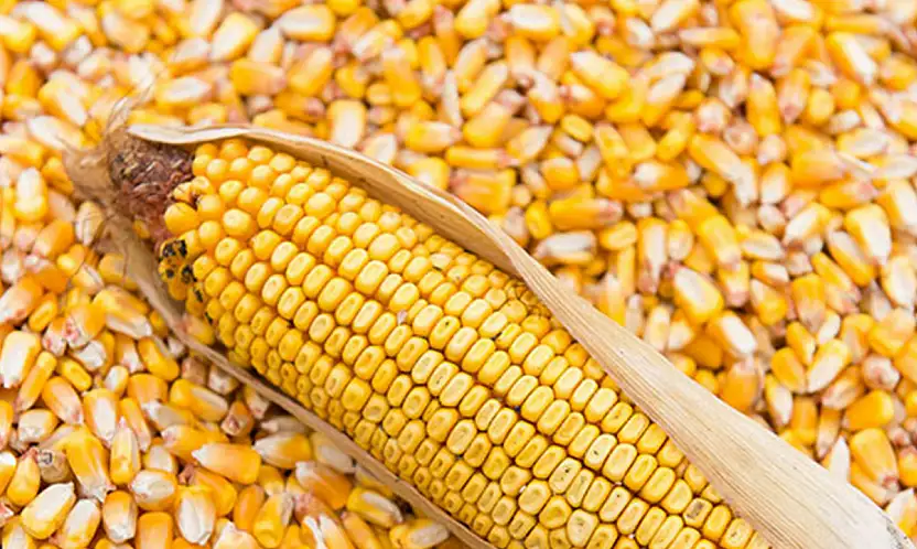 TİGEM, 1400 Ton İkinci Ürün Dane Mısırı İhaleyle Satışa Sunuyor