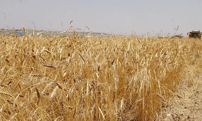 TİGEM'den 327 Ton Buğday Satışı: Açık Artırma 29 Ocak'ta