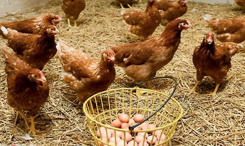 TÜİK Verileri Açıkladı: Tavuk Eti Üretimi 237 Bin Tonu Aştı