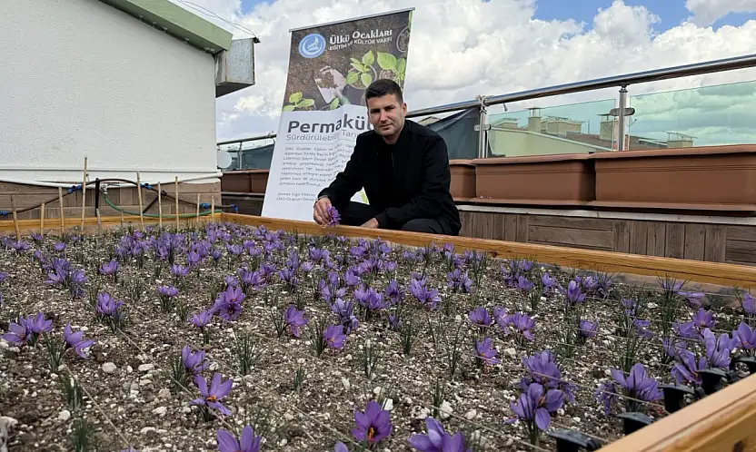 Ülkü Ocakları'ndan Örnek Proje: Terasta Safran Üretimi Başarıyla Tamamlandı