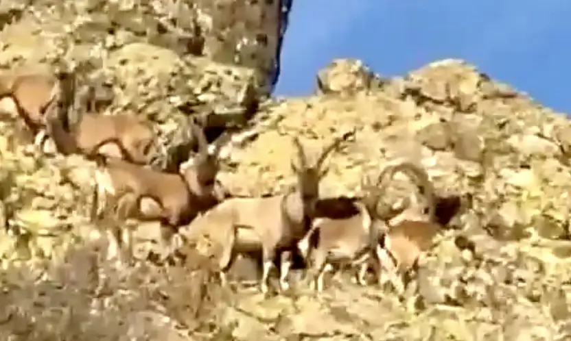 Vali Yavuz: 'Doğal Yaşamı Korumak Hepimizin Sorumluluğu'