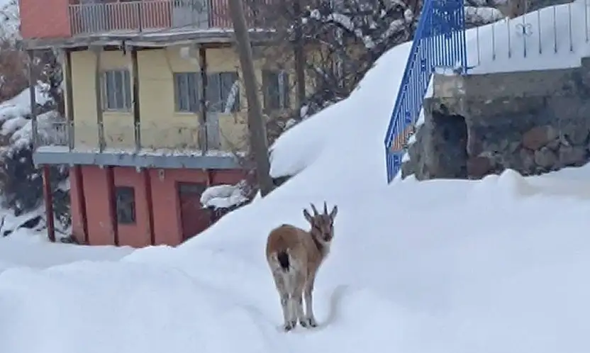 Yavru Dağ Keçisine Sıcak Bir Yuva