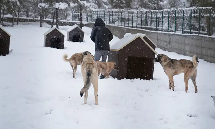 Yeni Hayvan Barınağı Hizmete Girdi