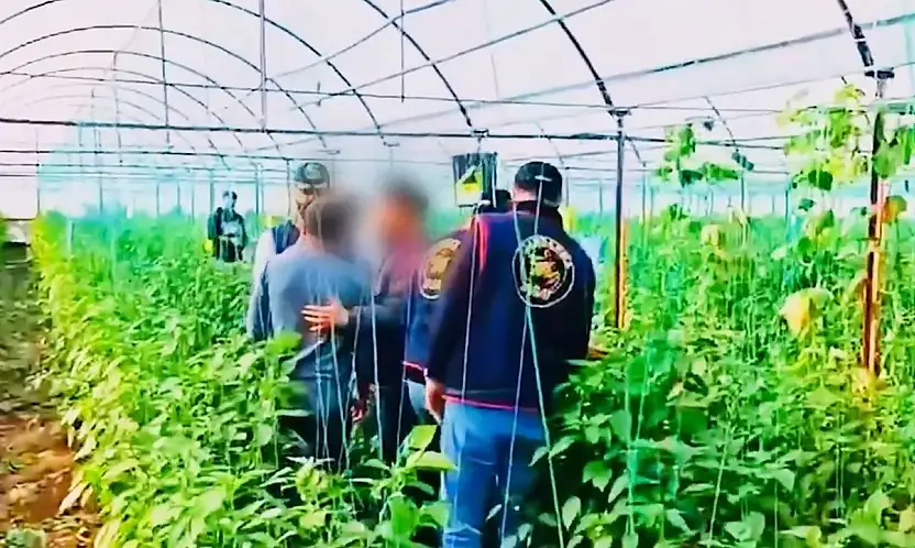 Yerlikaya: 7 yıllık cinayet firarisi sera bahçesinde yakalandı