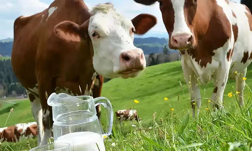 Yılın 11 Ayında Süt Ürünleri Üretimi Genel Olarak Arttı