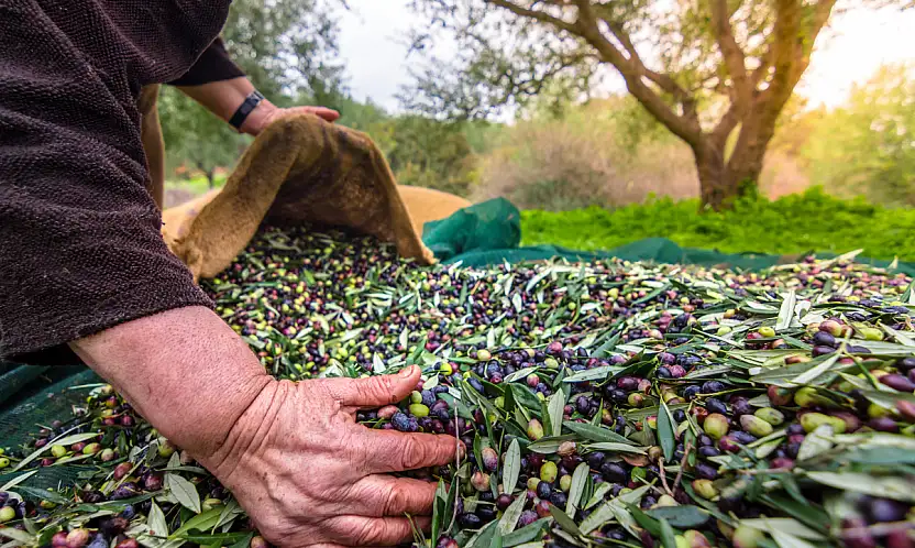 Zeytinin Hikâyesi Fotoğrafla Anlatılıyor: Yeşilin Altın Damlası 2 Başladı