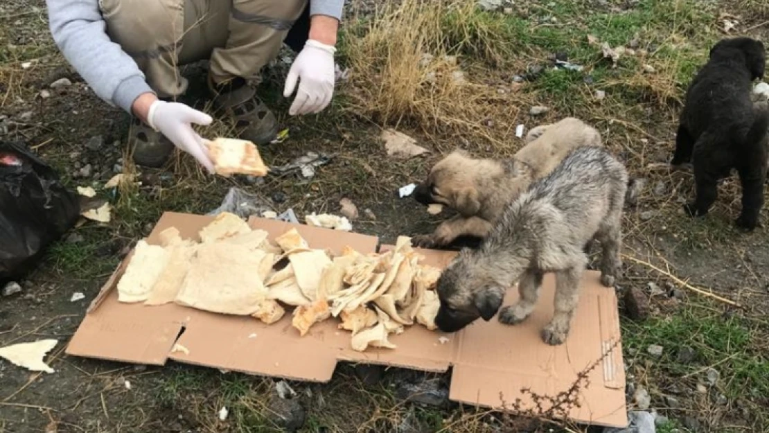 25 farklı noktaya yem bırakıldı.