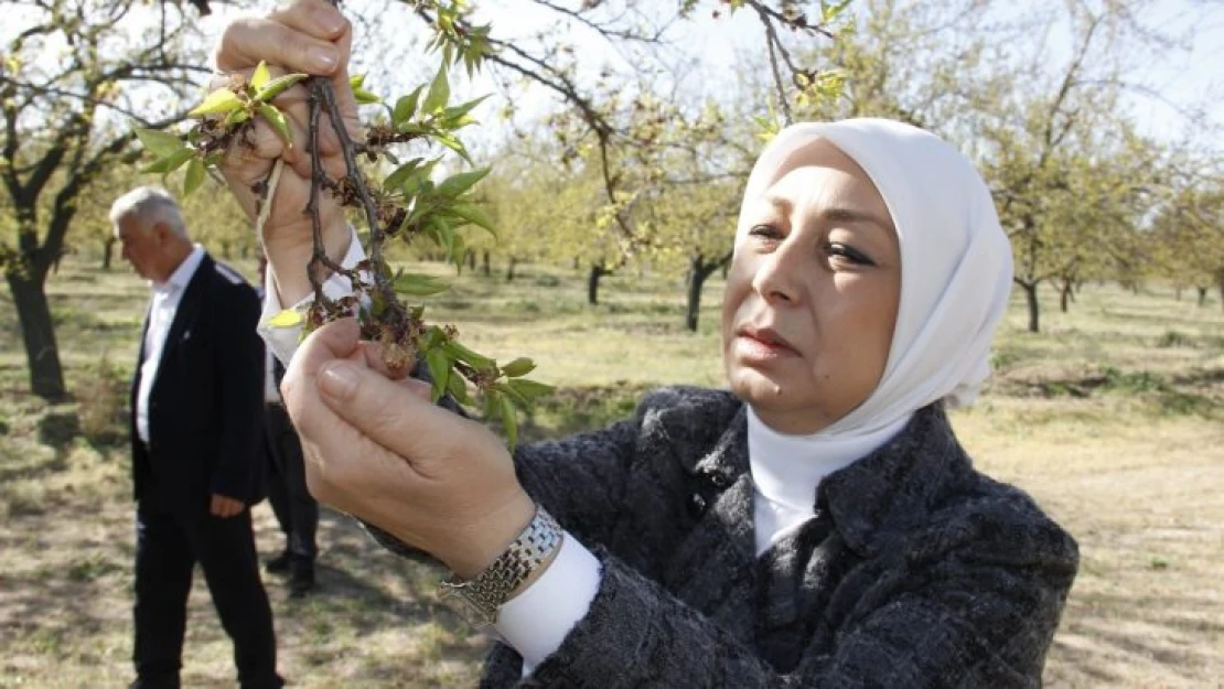 AK Partili Çalık: Malatya'da zirai don nedeniyle hasar tespit çalışmaları başladı