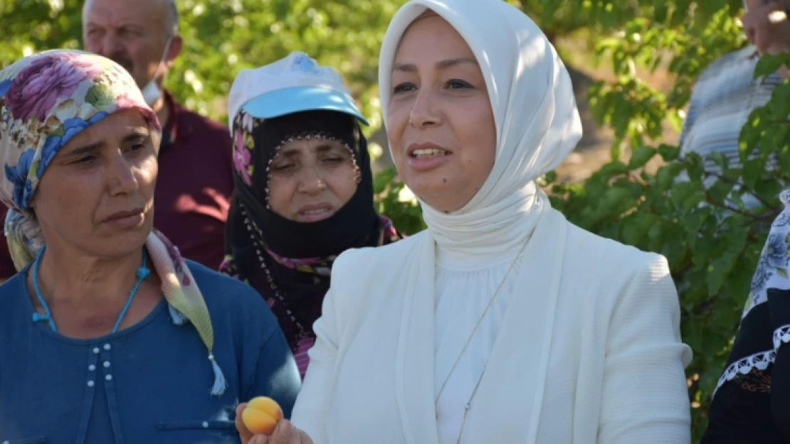 AK Partili Çalık: Toprak Mahsulleri Ofisi kayısıları almaya hazır