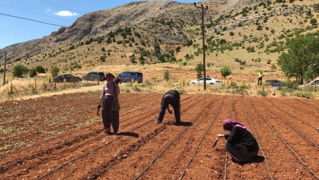 Arapgir Mor Reyhanı fideleri toprak ile buluştu.