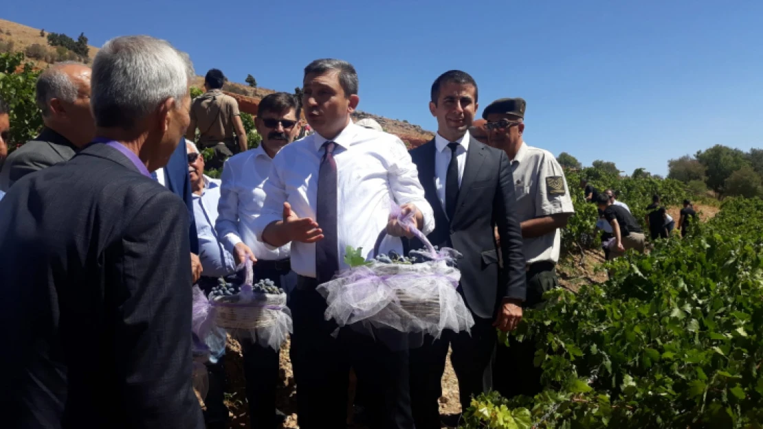 Bağbozumu ve Mor Reyhan Hasat Şenlikleri dolu dolu geçti