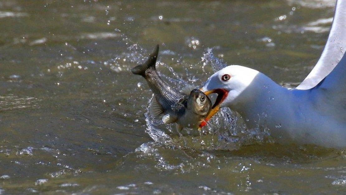 Balığın en güzel halini fotoğraflayanlar ödüle kavuştu