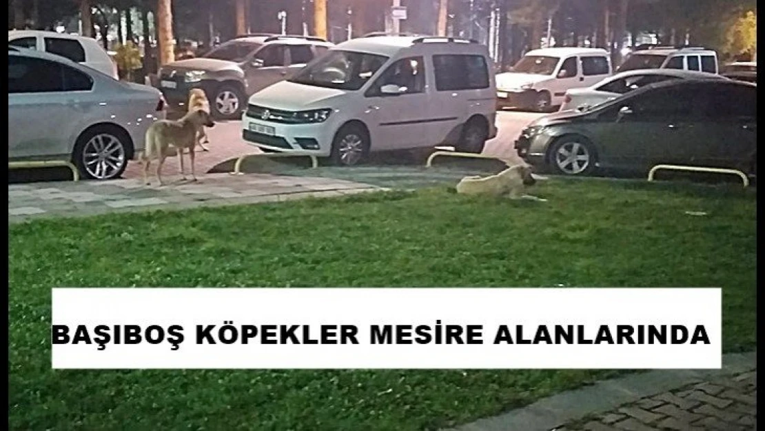 Başıboş Köpekler Mesire alanlarında tehlike saçıyor